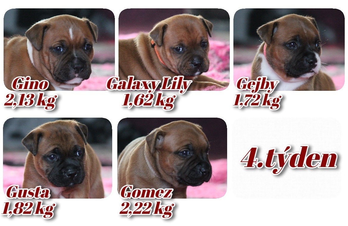 piZap -