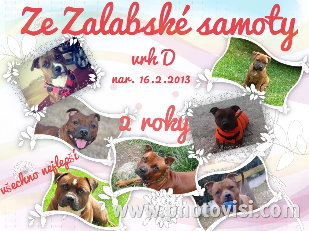 Ze Zalabské samoty vrh D - 2 roky