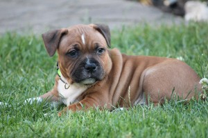 img_3299a.jpg