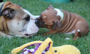 img_3420a.jpg