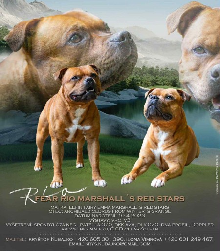 stud-dog---rio.jpg