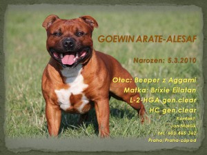 goewin-arate-alesaf.jpg