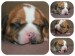 pizap.com15214530728681